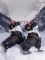 K2 Alexis Ice Figure Blade Eislaufschuhe (Damen) Vorschaubild