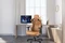 Anda Seat Kaiser 3 Premium XL Gamingstuhl, braun Vorschaubild
