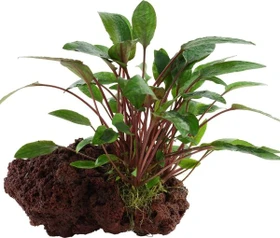Tropica Cryptocoryne beckettii petchii auf Lavastein gewachsen