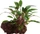Tropica Cryptocoryne beckettii petchii auf Lavastein gewachsen