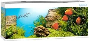 Juwel Rio 450 LED Aquarium