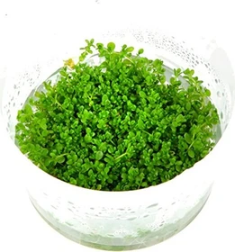 Tropica Wasserpflanze In-Vitro 1-2-Grow! Hemianthus Callitrichoides Cuba
