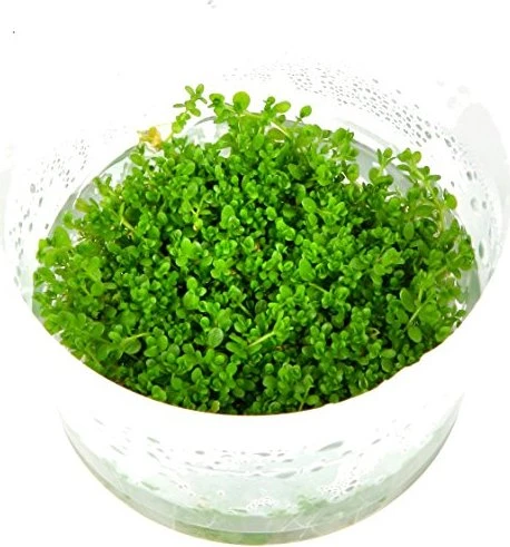 Tropica Wasserpflanze In-Vitro 1-2-Grow! Hemianthus Callitrichoides Cuba