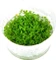 Tropica Wasserpflanze In-Vitro 1-2-Grow! Hemianthus Callitrichoides Cuba Vorschaubild