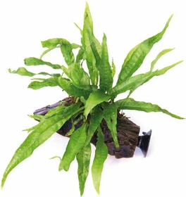 Dennerle Javafarn - Microsorum pteropus auf Wurzel mit Sauger